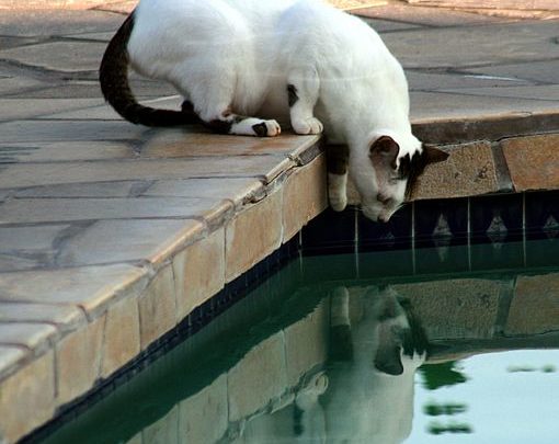 L’eau est un besoin vital pour toutes les espèces connues